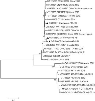 The prevalence, genetic diversity and evolutionary analysis of cachavirus firstly detected in northeastern China